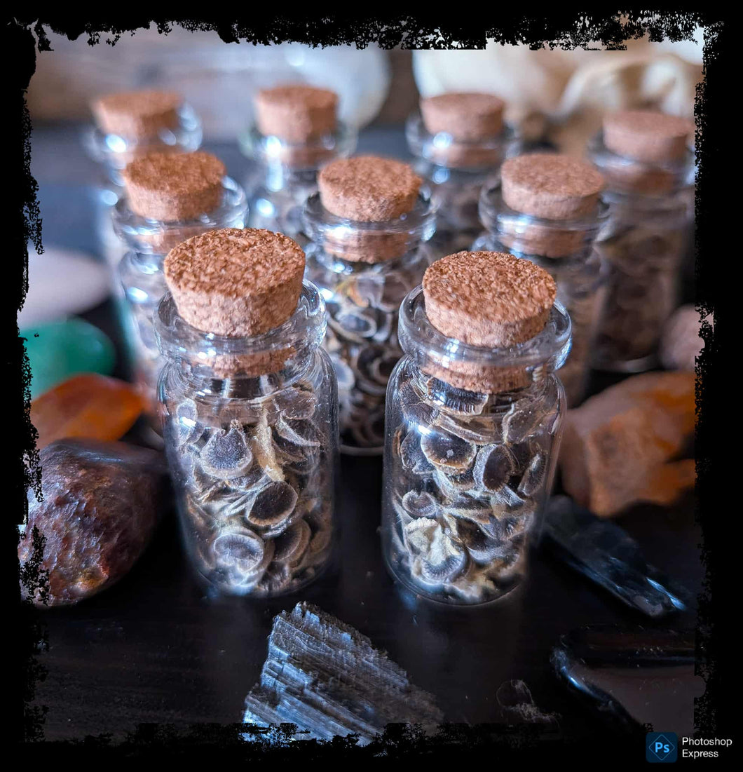 Black Hollyhock Seed Vials