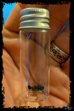 Load image into Gallery viewer, Datura Seed Vials ~ 10 Per Vial
