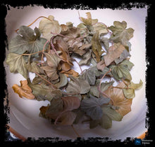 Load image into Gallery viewer, Ivy Leaves
