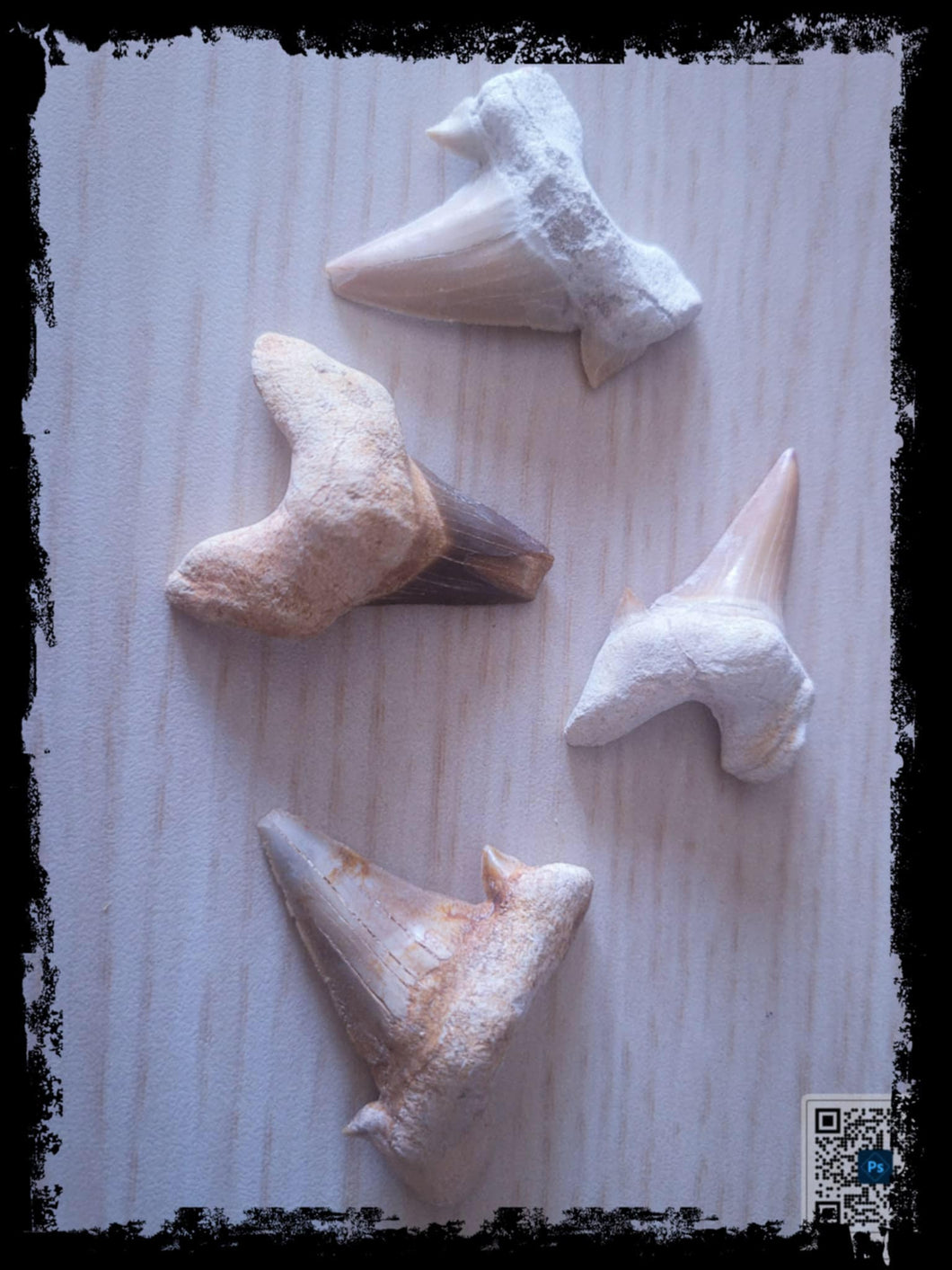 Shark Teeth Fossils