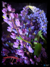 Load image into Gallery viewer, Lupine Flowers
